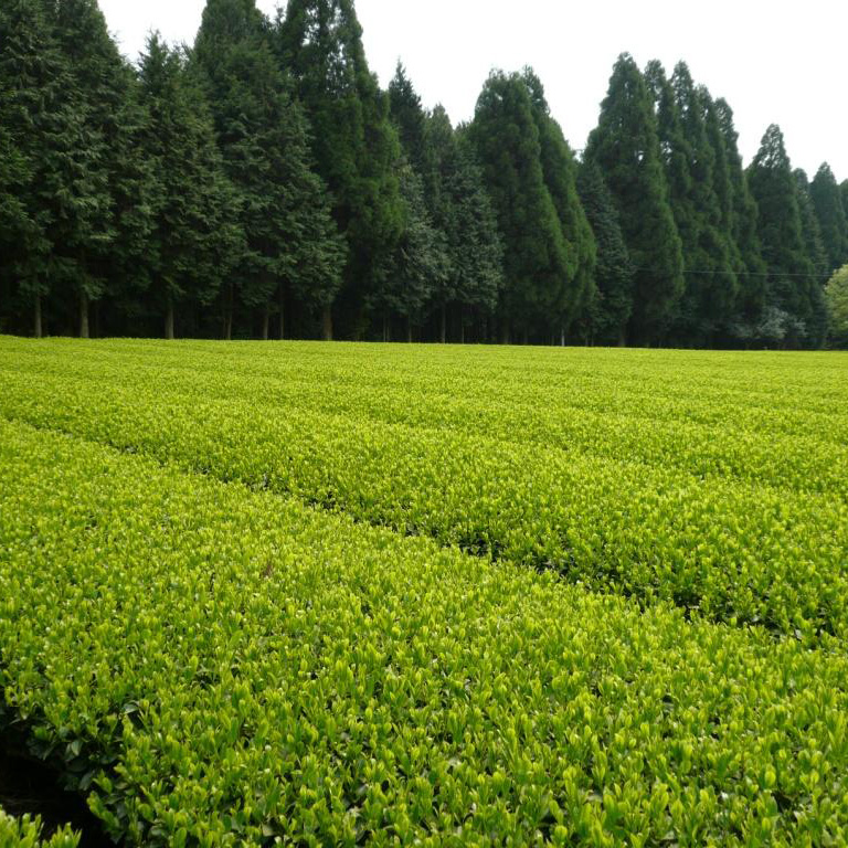An organic tea garden
