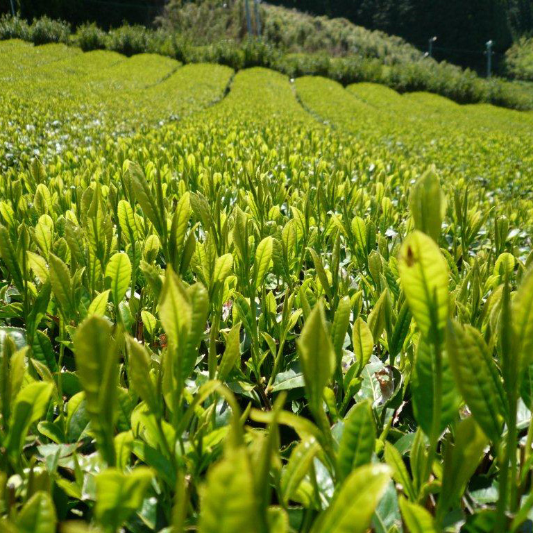 Organic tea leaves